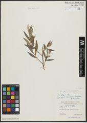 Foto von Salix alba L.